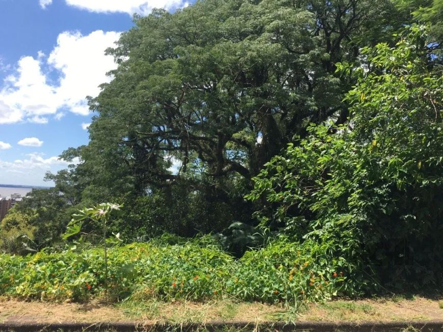 Terreno com otima localização, proximo ao Setimo Céu, em declive medindo ,11x61,60= 670m²Vamos visit