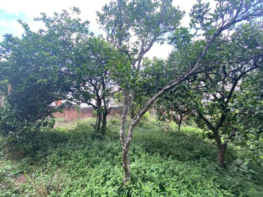 Terreno com 414m² no Panazzolo - Cxs