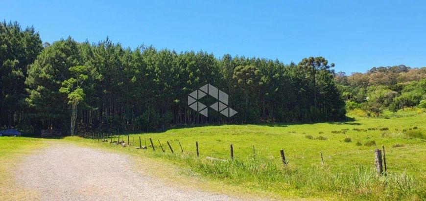 Fazenda de Pinus em Caxias do Sul