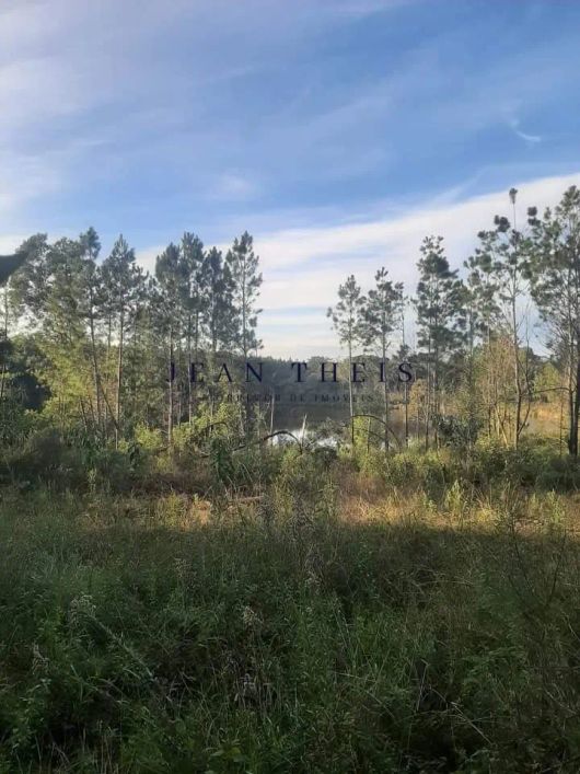 Excelente área de 33,5 hectares, em Vila Oliva