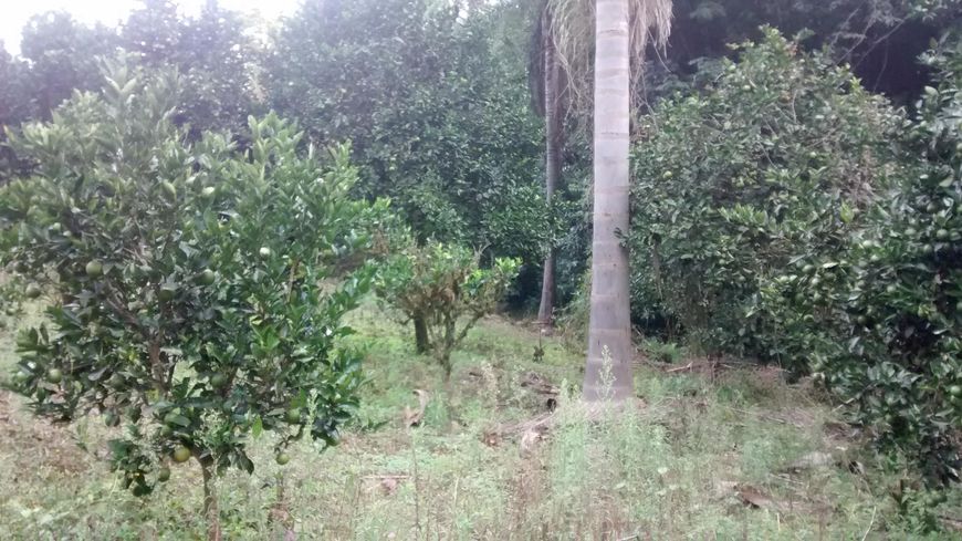 Rural de 20000 metros quadrados no bairro Terceira Legua com 1 quarto