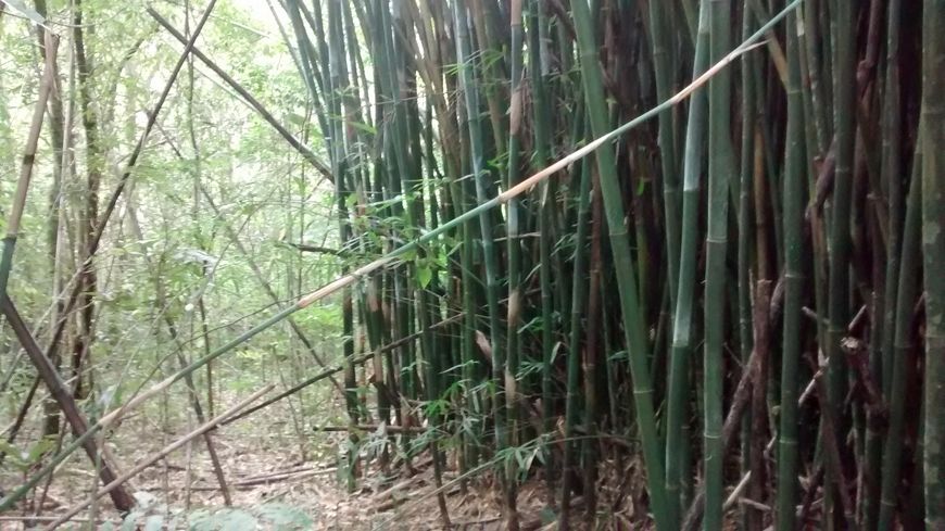 Rural de 20000 metros quadrados no bairro Terceira Legua com 1 quarto