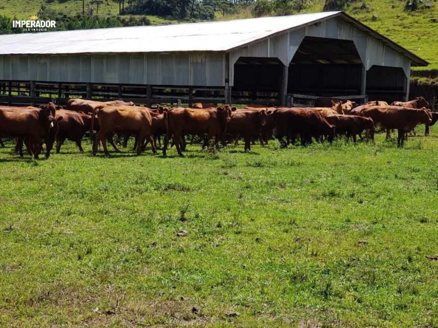 Fazenda em Criúva