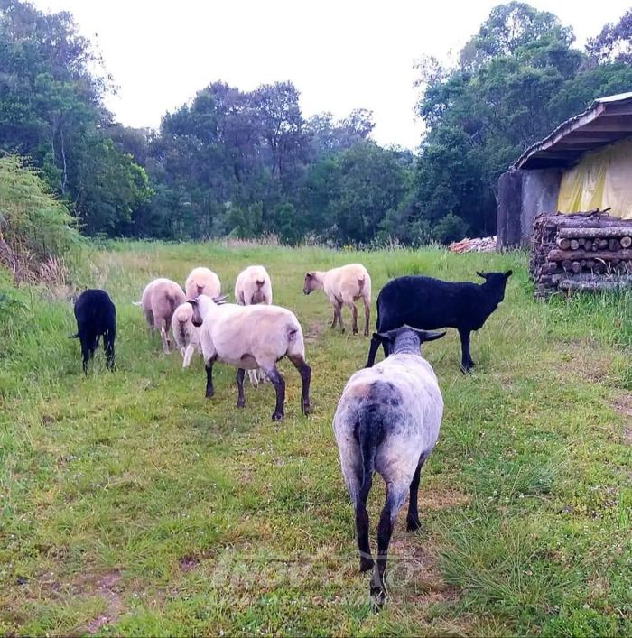 Chácara São Pedro da Terceira Légua Caxias do Sul
