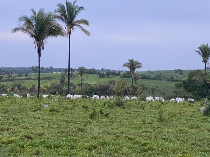 Fazenda com 1.600 hectares em sao João do soter Maranhão