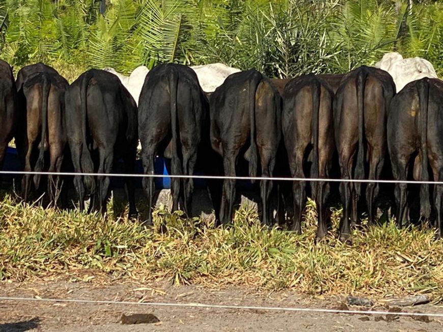 Fazenda no MARANHÃO com 2.000 hectares top mais infor