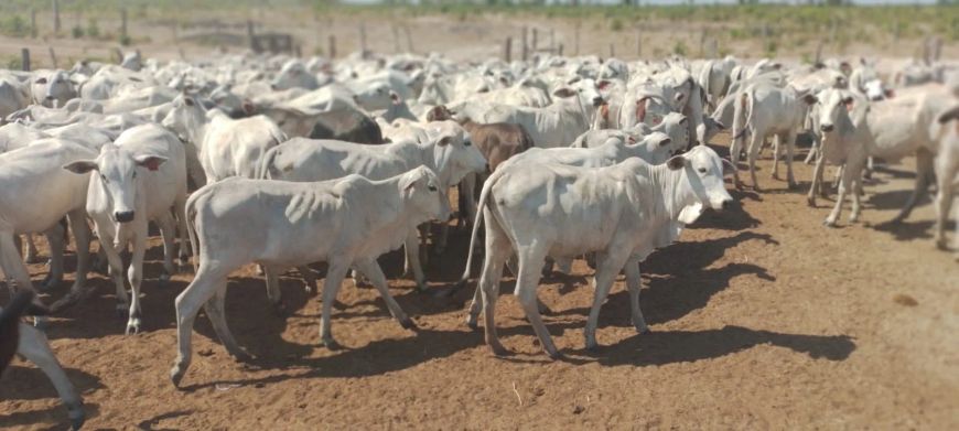 fazenda com 1.800 hectares no estado do Maranhão um luxo de propriedade