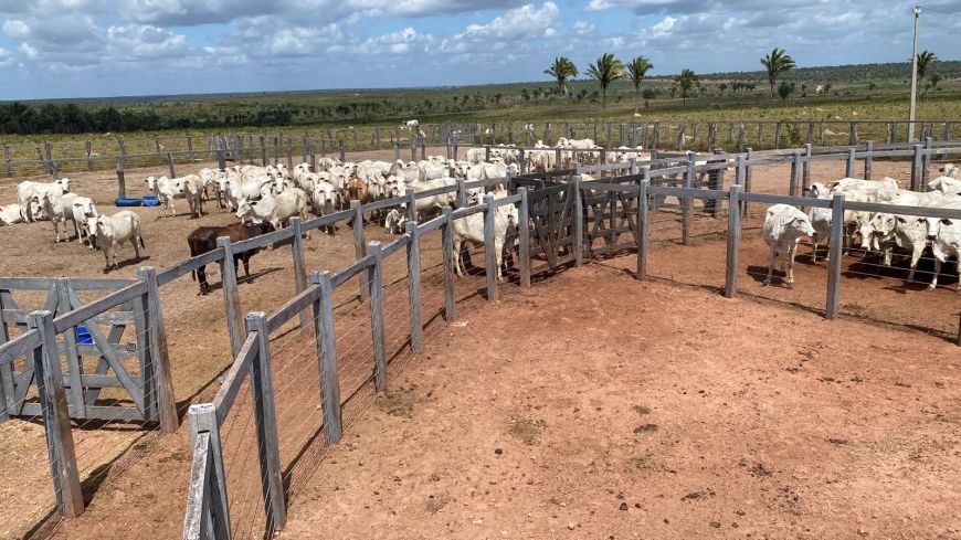 fazenda com 1.800 hectares no estado do Maranhão um luxo de propriedade