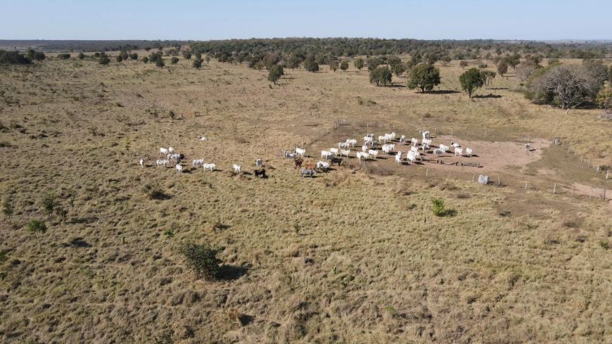 Área Rural- 154 HA - Anhanduí - Campo Grande- MS