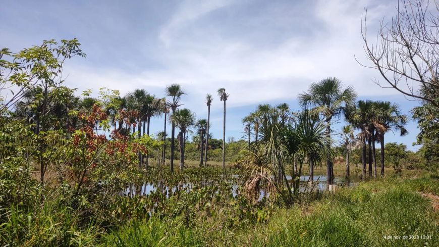 🌿 Venda de Reservas Legais – Mato Grosso do Sul 🌿