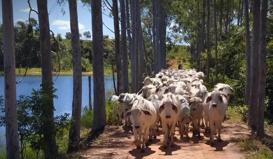 Imóvel para venda possui 11340000 metros quadrados com 10 quartos em Moreninha - Campo Grande - MS