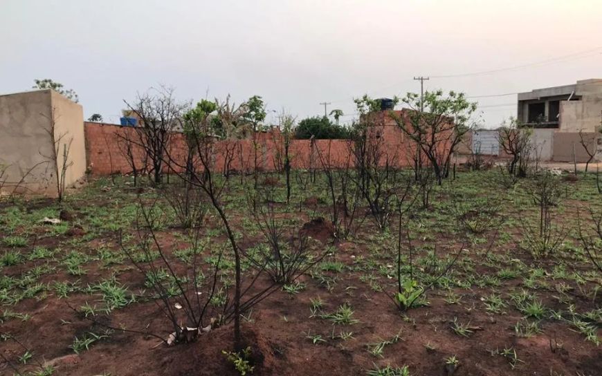 Campo Grande - Terreno Padrão - Vila Nasser