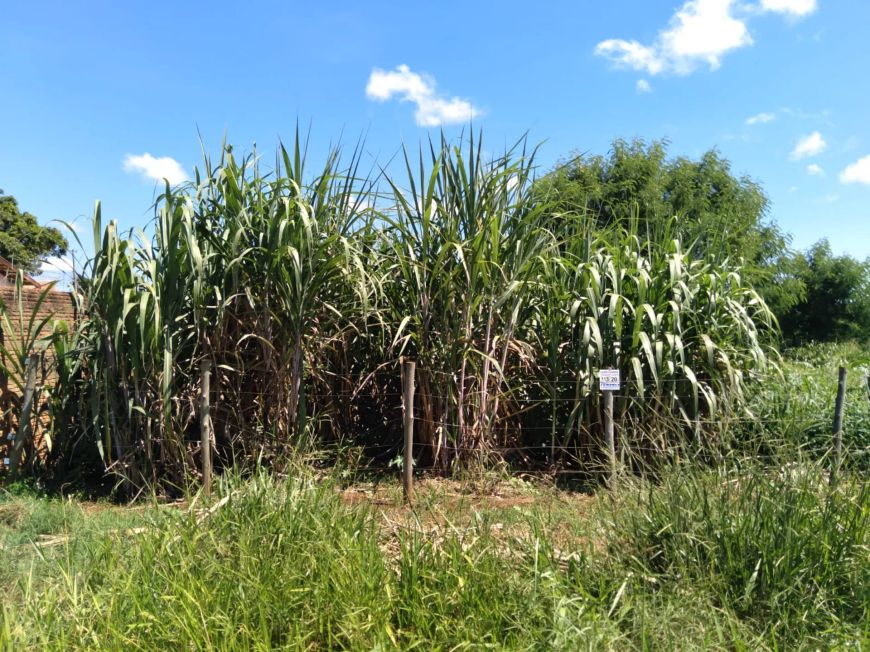 Terreno para venda tem 396 metros quadrados em Jardim Colúmbia - Campo Grande - MS