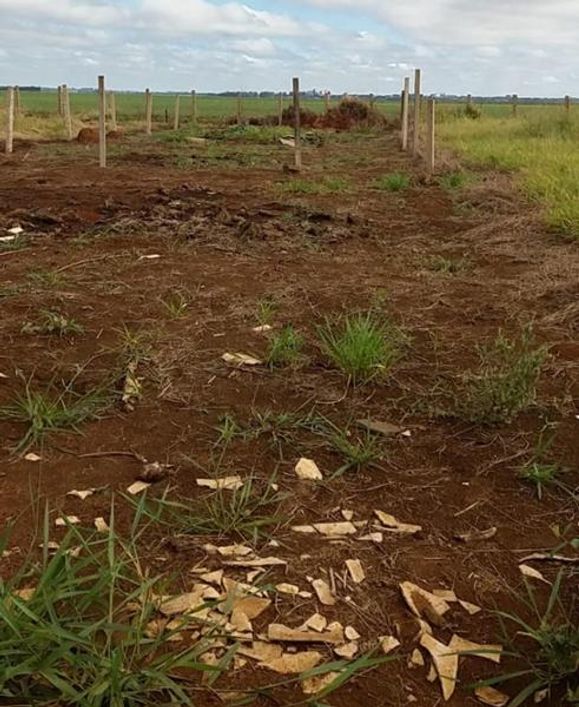 Campo Grande - Terreno Padrão - Jardim São Conrado