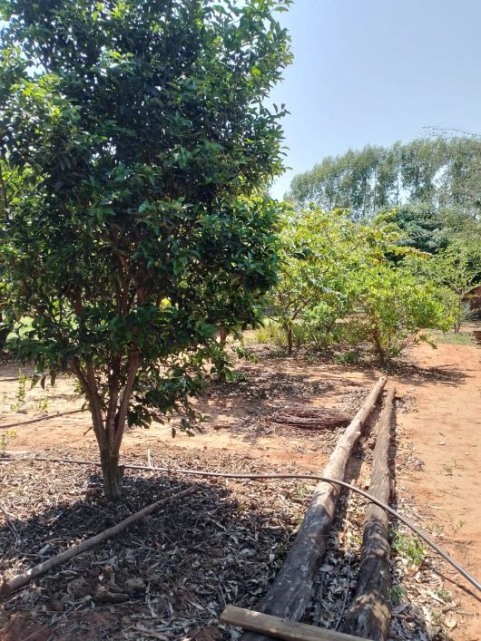 Imóvel para venda tem 55000 metros quadrados em Área Rural de Campo Grande - Campo Grande - MS