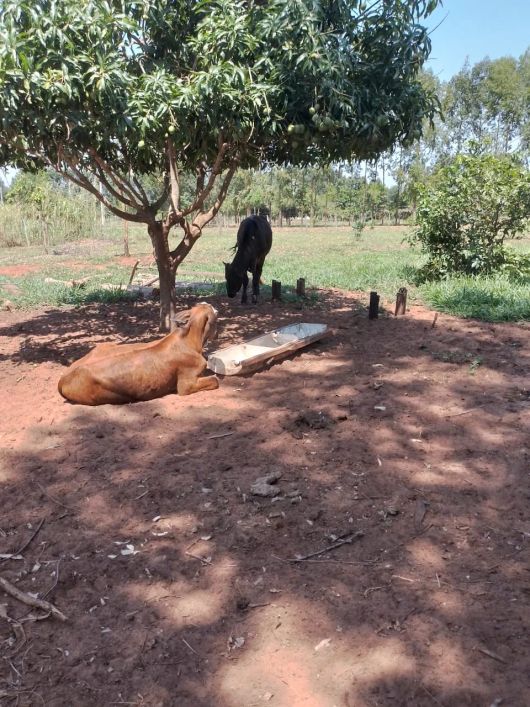 Imóvel para venda tem 55000 metros quadrados em Área Rural de Campo Grande - Campo Grande - MS