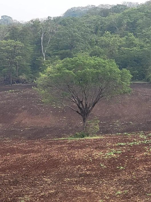 Imóvel para venda possui 200000 metros quadrados em Rochedinho - Campo Grande - MS