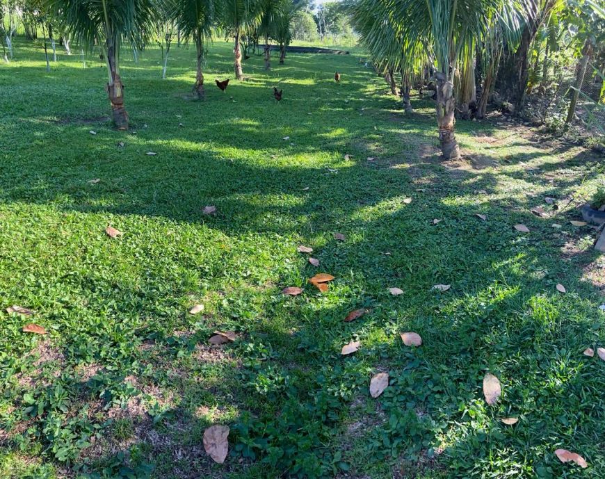 Vendo Sítio lindo em Tinguá 2000 m² com piscina e churrasquiera Nova Iguaçu