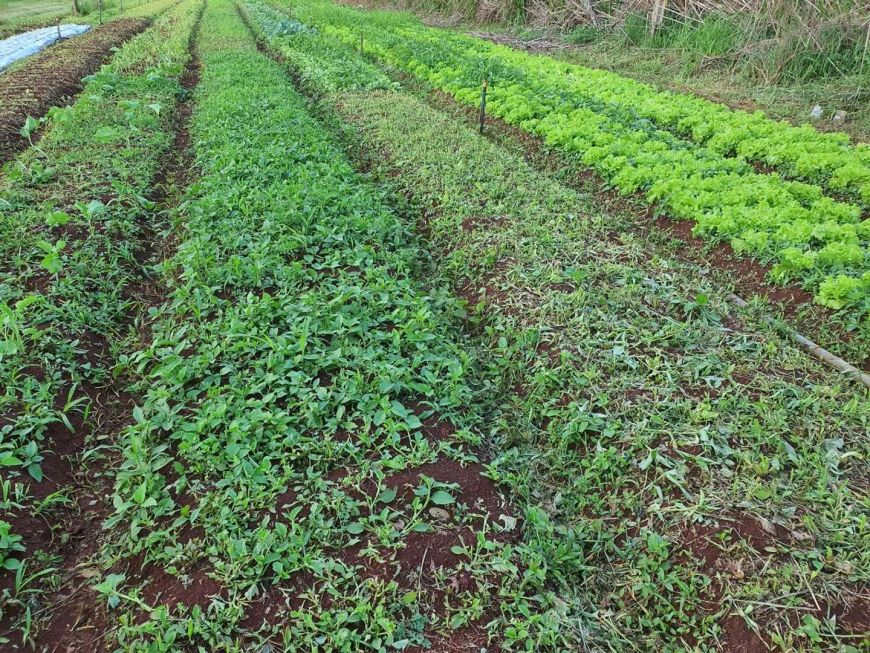 Chácara em ESTRADA SELVA TRES BOCAS LOTE 10 SUBLOTE 2 - Patrimônio Selva - Selva/PR
