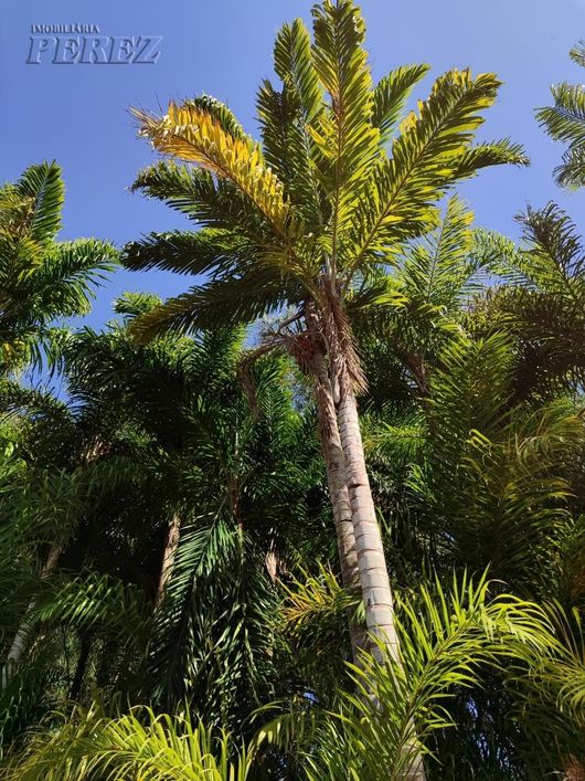Chácara a venda com 20.000m² fundos com o Rio Tibagi
