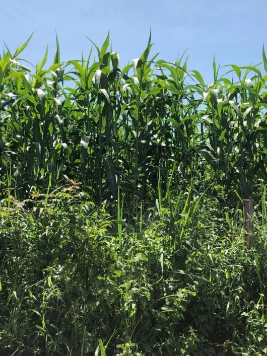 fazenda pronta para pecuária porteira fechada no estado de Goias