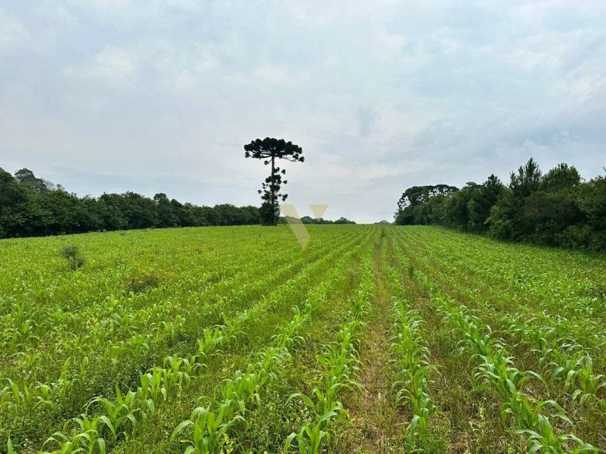 Terreno com 29700m² no Umbará